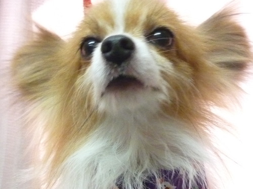 http://pet.e6.valueserver.jp/blog/P1060480.jpg