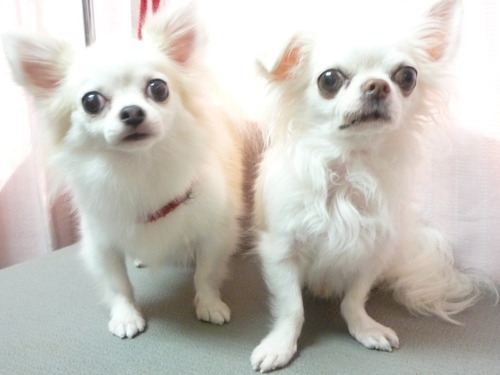 http://pet.e6.valueserver.jp/blog/P1060486.jpg
