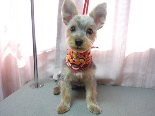 http://pet.e6.valueserver.jp/blog/P1060505.jpg