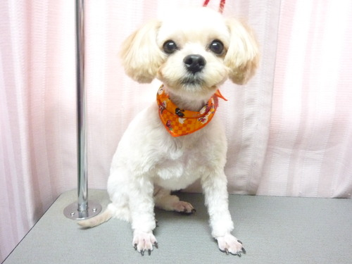 http://pet.e6.valueserver.jp/blog/P1060515.jpg