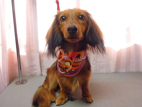 http://pet.e6.valueserver.jp/blog/P1060546.jpg
