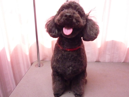 http://pet.e6.valueserver.jp/blog/P1060549.jpg