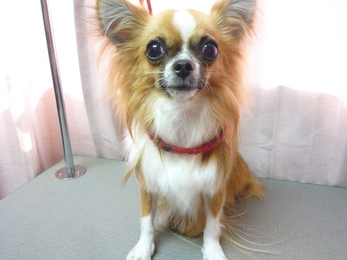 http://pet.e6.valueserver.jp/blog/P1060556.jpg