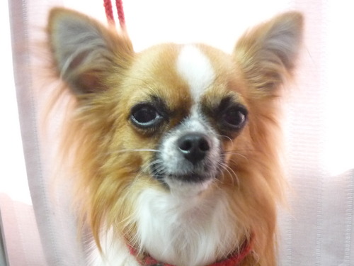 http://pet.e6.valueserver.jp/blog/P1060557.jpg