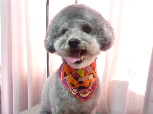 http://pet.e6.valueserver.jp/blog/P1060564.jpg