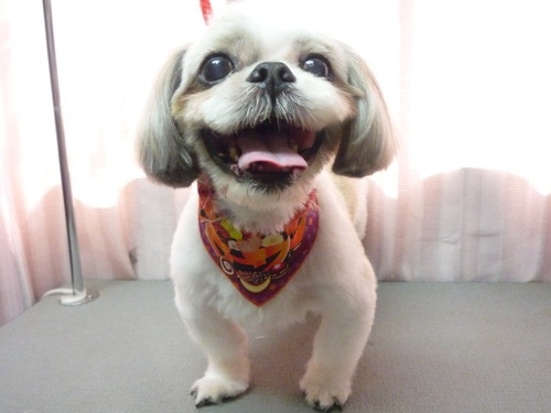 http://pet.e6.valueserver.jp/blog/P1060579.jpg