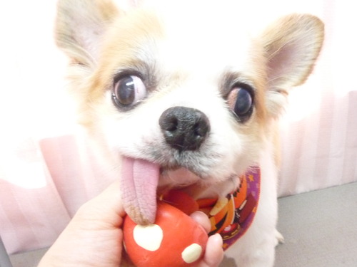 http://pet.e6.valueserver.jp/blog/P1060583.jpg