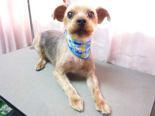 http://pet.e6.valueserver.jp/blog/P1060613.jpg