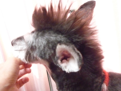 http://pet.e6.valueserver.jp/blog/P1060623.jpg