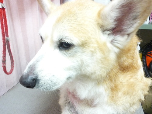 http://pet.e6.valueserver.jp/blog/P1060634.jpg