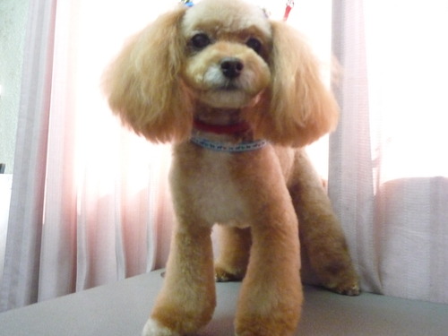 http://pet.e6.valueserver.jp/blog/P1060638.jpg