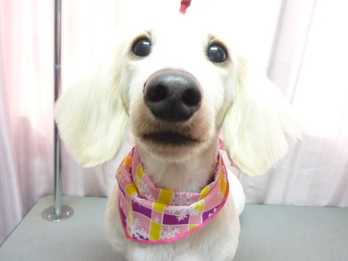 http://pet.e6.valueserver.jp/blog/P1060643.jpg