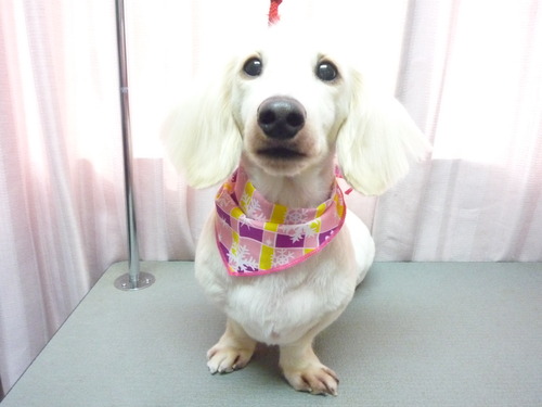 http://pet.e6.valueserver.jp/blog/P1060644.jpg