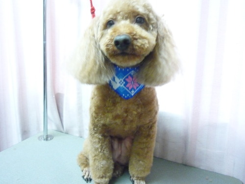 http://pet.e6.valueserver.jp/blog/P1060648.jpg