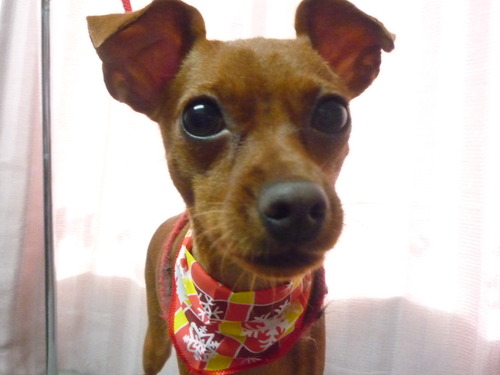 http://pet.e6.valueserver.jp/blog/P1060655.jpg