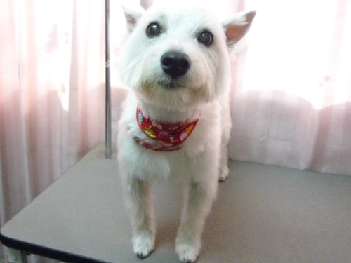 http://pet.e6.valueserver.jp/blog/P1060660.jpg