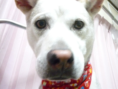 http://pet.e6.valueserver.jp/blog/P1060674.jpg