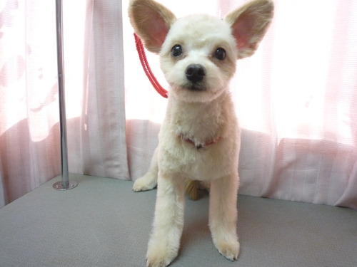 http://pet.e6.valueserver.jp/blog/P1060681.jpg