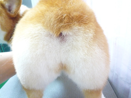 http://pet.e6.valueserver.jp/blog/P1060753.jpg
