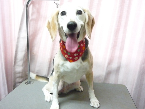 http://pet.e6.valueserver.jp/blog/P1060781.jpg