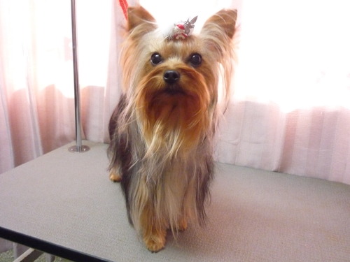 http://pet.e6.valueserver.jp/blog/P1060786.jpg
