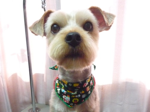 http://pet.e6.valueserver.jp/blog/P1060787.jpg