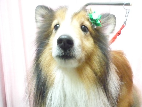 http://pet.e6.valueserver.jp/blog/P1060790.jpg