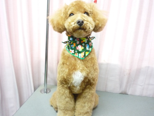 http://pet.e6.valueserver.jp/blog/P1060792.jpg