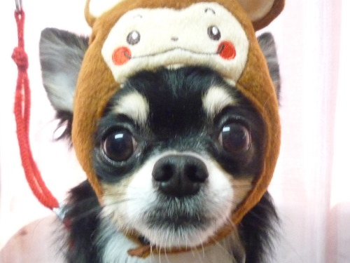 http://pet.e6.valueserver.jp/blog/P1060799.jpg
