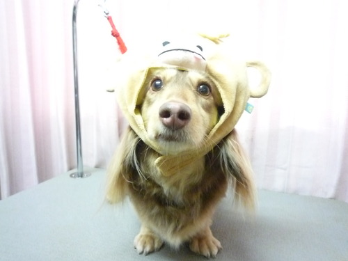 http://pet.e6.valueserver.jp/blog/P1060822.jpg