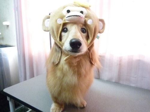 http://pet.e6.valueserver.jp/blog/P1060828.jpg