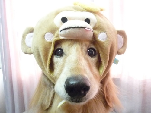http://pet.e6.valueserver.jp/blog/P1060830.jpg