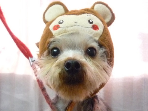 http://pet.e6.valueserver.jp/blog/P1060846.jpg