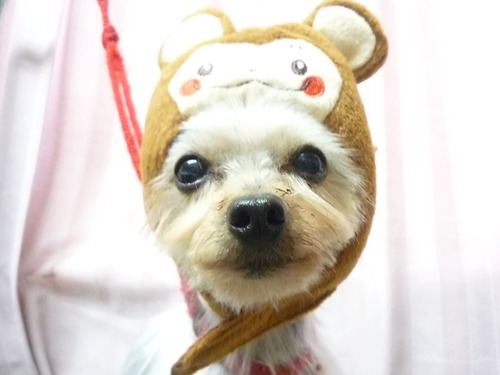 http://pet.e6.valueserver.jp/blog/P1060870.jpg