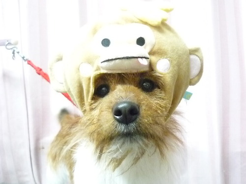 http://pet.e6.valueserver.jp/blog/P1060891.jpg