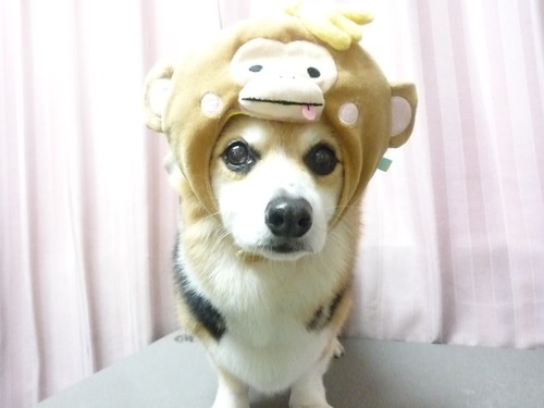 http://pet.e6.valueserver.jp/blog/P1060894.jpg