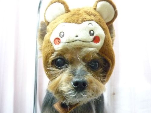 http://pet.e6.valueserver.jp/blog/P1060907.jpg