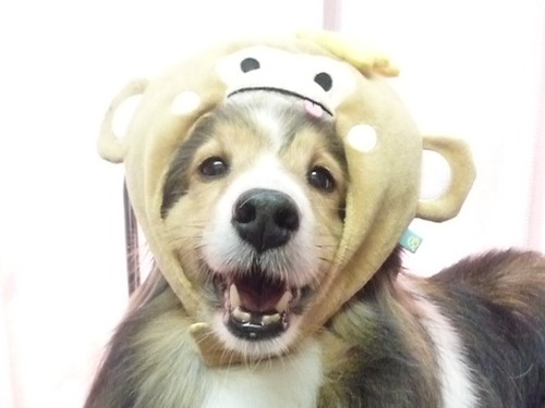 http://pet.e6.valueserver.jp/blog/P1060919.jpg