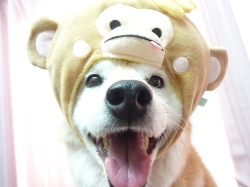 http://pet.e6.valueserver.jp/blog/P1060937.jpg