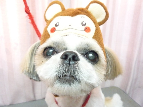 http://pet.e6.valueserver.jp/blog/P1060949.jpg