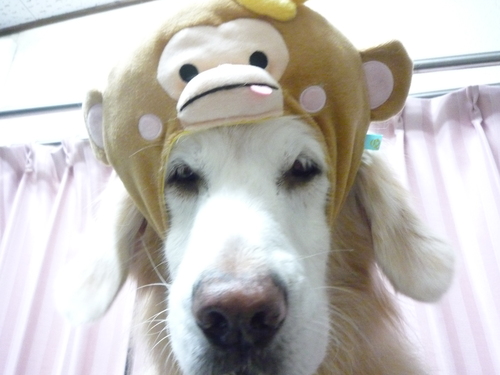 http://pet.e6.valueserver.jp/blog/P1060976.jpg