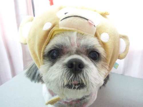 http://pet.e6.valueserver.jp/blog/P1060990.jpg