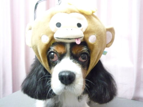 http://pet.e6.valueserver.jp/blog/P1060994.jpg