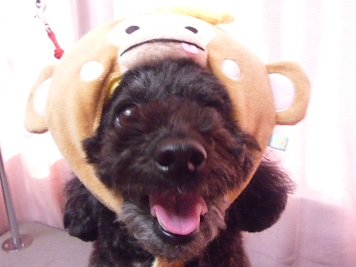 http://pet.e6.valueserver.jp/blog/P1070003.jpg