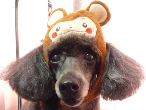 http://pet.e6.valueserver.jp/blog/P1070010.jpg