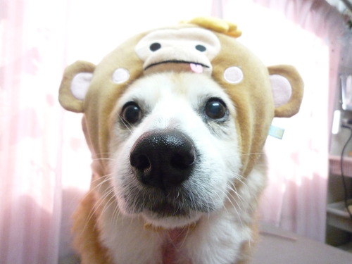 http://pet.e6.valueserver.jp/blog/P1070016.jpg