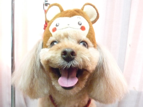 http://pet.e6.valueserver.jp/blog/P1070030.jpg