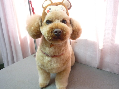 http://pet.e6.valueserver.jp/blog/P1070046.jpg