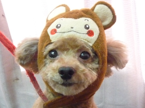 http://pet.e6.valueserver.jp/blog/P1070069.jpg