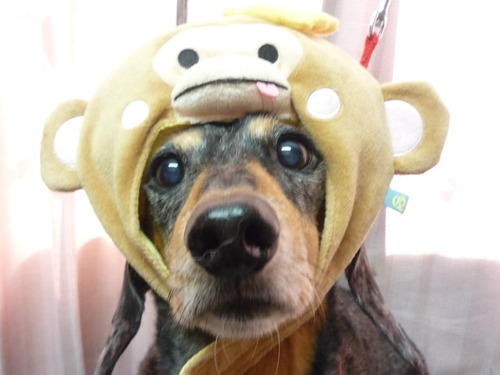 http://pet.e6.valueserver.jp/blog/P1070074.jpg